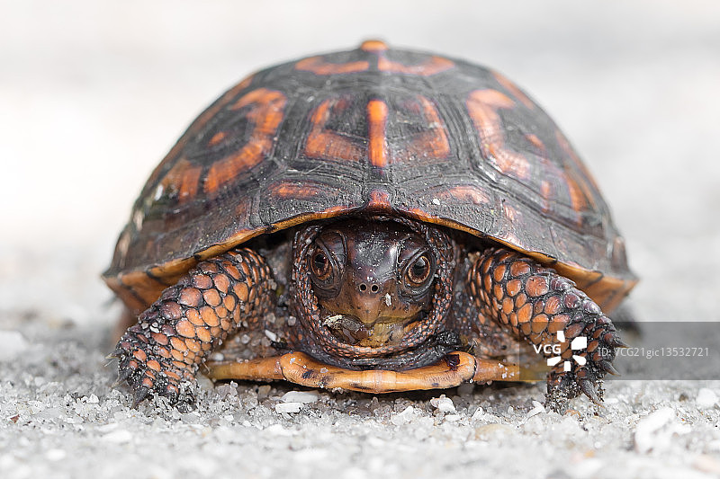 箱龟图片素材
