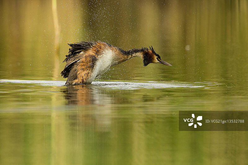 正在跳跃的䴙䴘图片素材