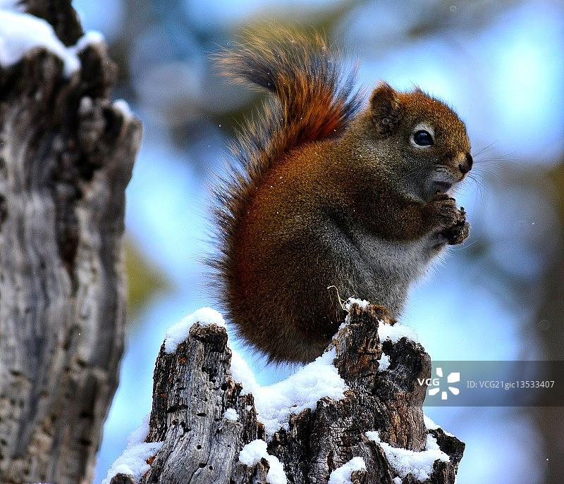 红松鼠图片素材