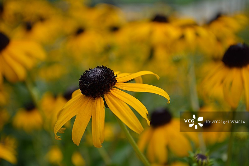 黑眼苏珊图片素材