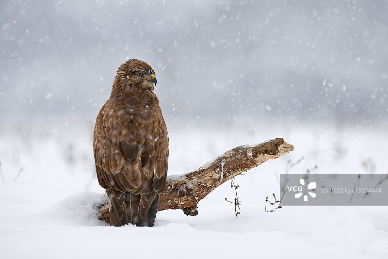 冬季的普通鵟图片素材