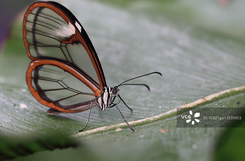 玻璃翼蝴蝶图片素材