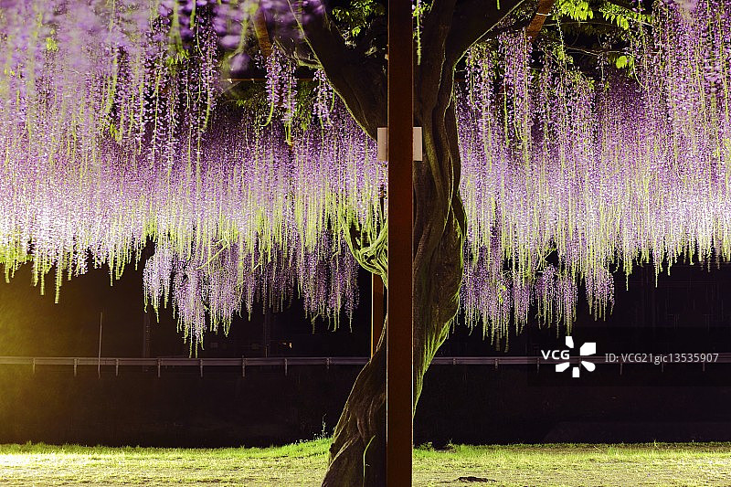 紫藤花架图片素材