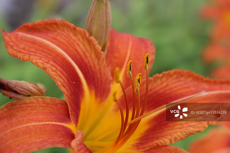 老虎百合图片素材