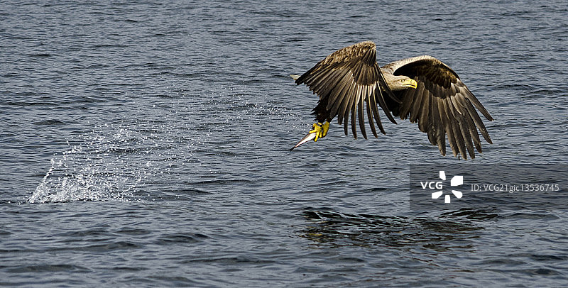 白尾海雕图片素材