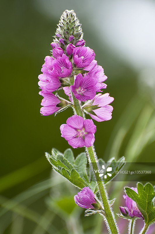 刚毛茎贝母图片素材