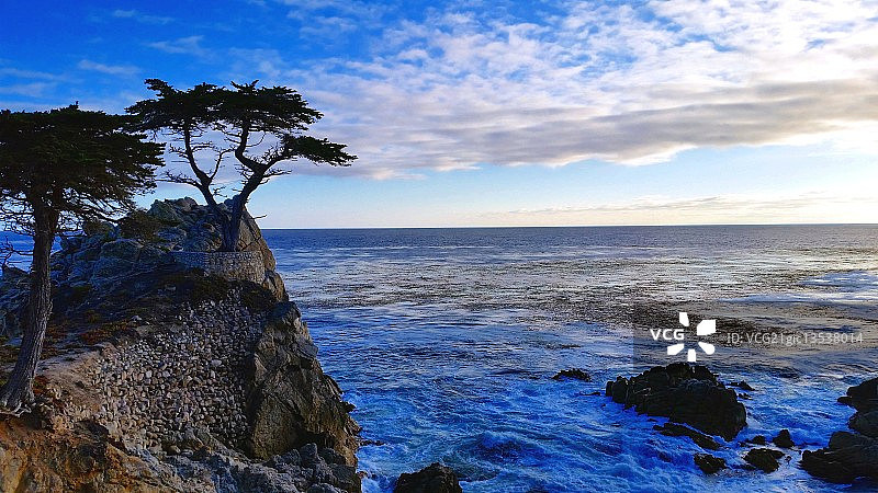 圆石滩的孤独柏树图片素材