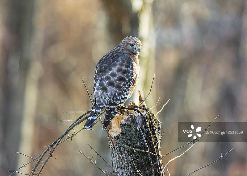 承担红鹰图片素材