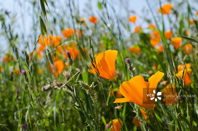 蒂尔登地区公园的野花图片素材