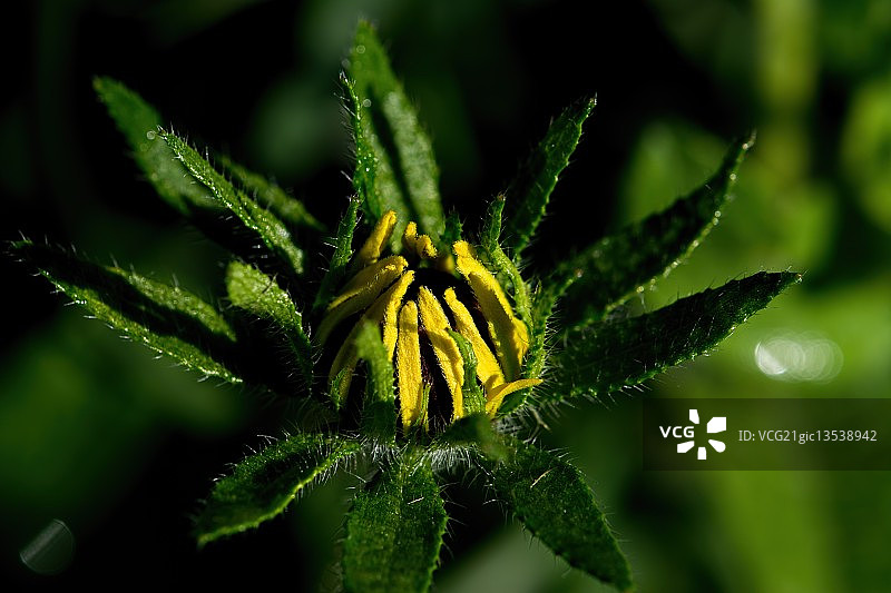 十瓣金光菊图片素材