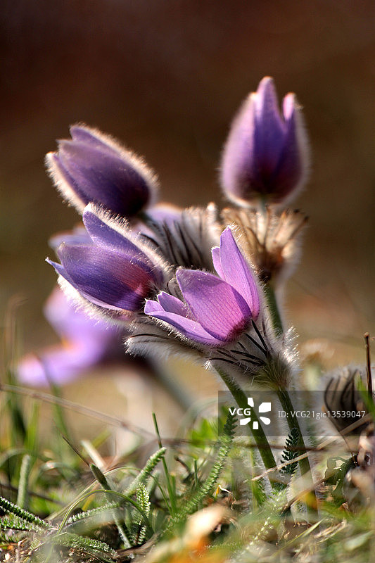 春天…图片素材