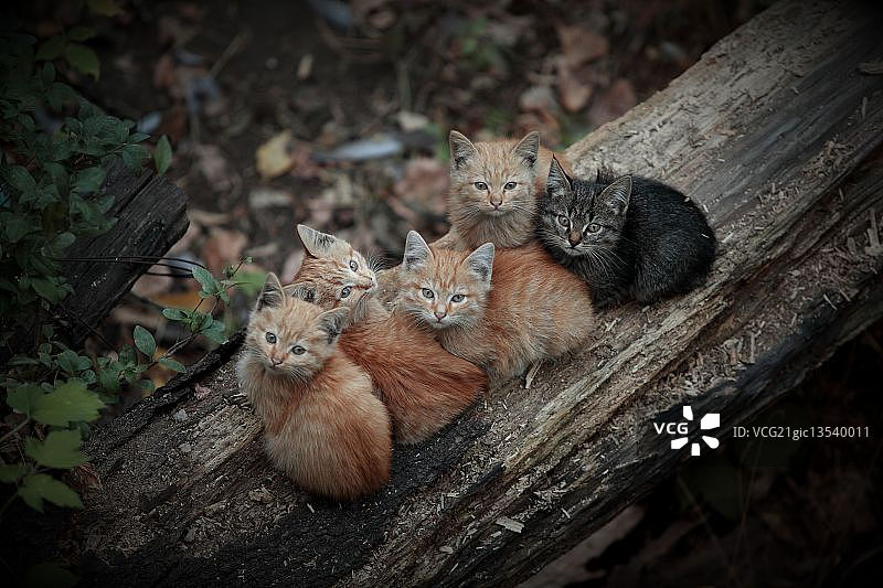 伟大的五人图片素材