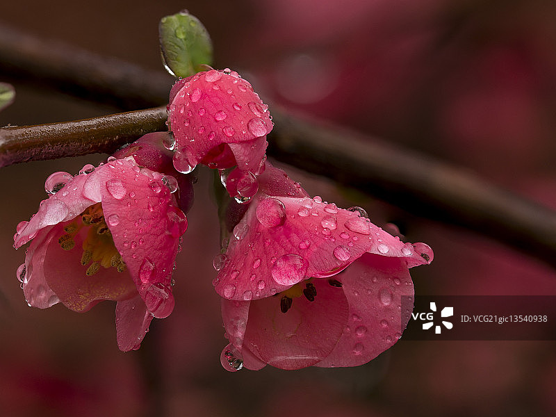 雨中的日本木瓜图片素材
