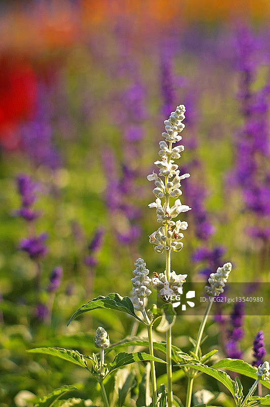 白色鼠尾草花朵图片素材