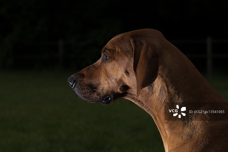 罗德西亚脊背犬头部图片素材