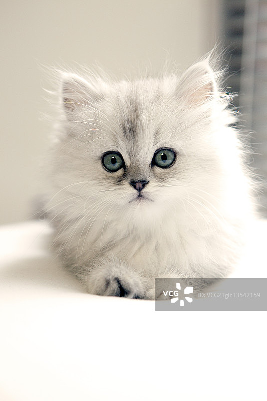 我的波斯猫图片素材