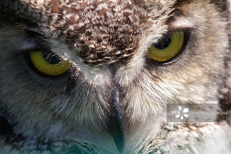 长耳鸮特写图片素材