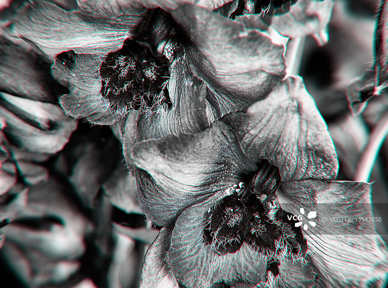 飞燕草图片素材