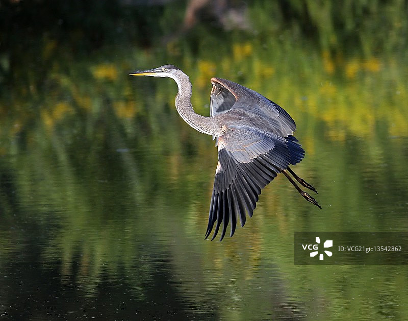大蓝鹭图片素材