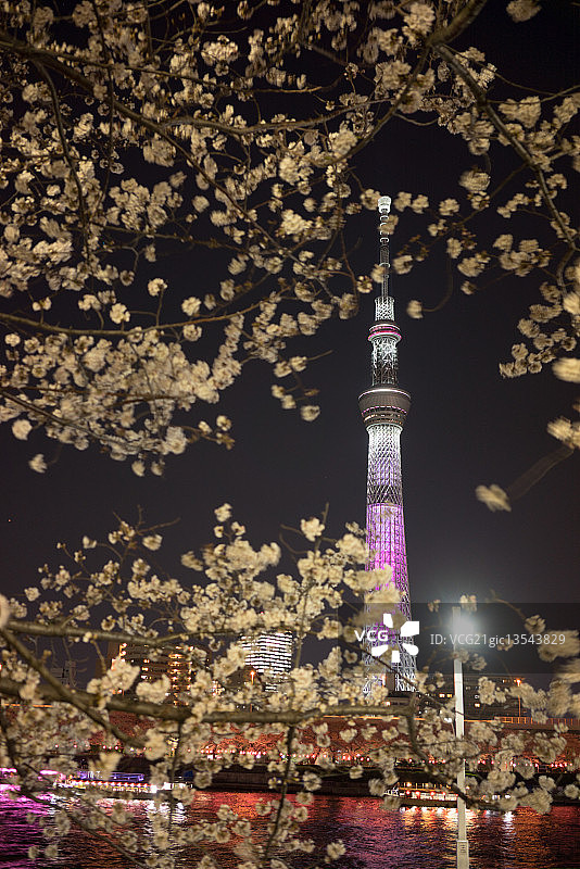 天空之树与盛开的樱花图片素材