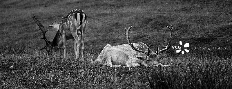 雄鹿图片素材