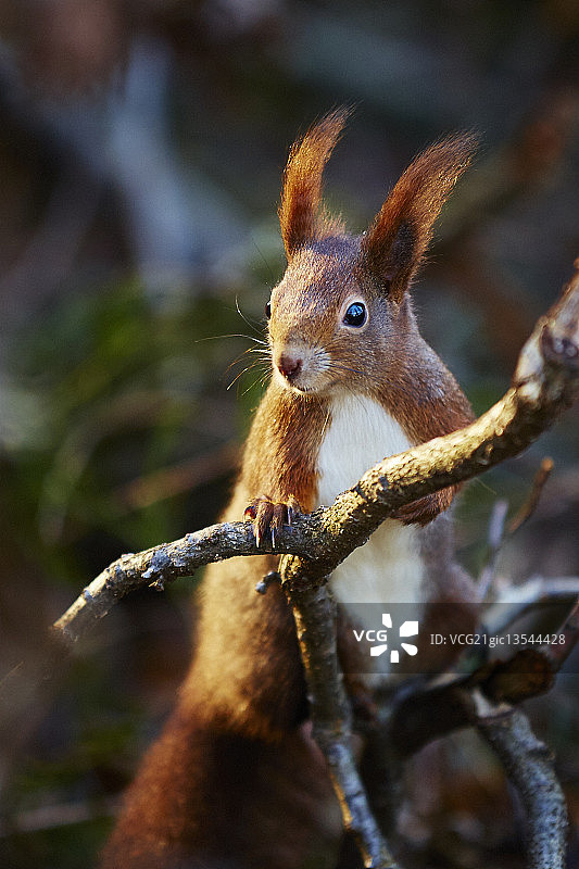 奥地利维也纳图片素材