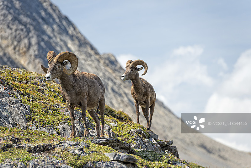 大角羊图片素材