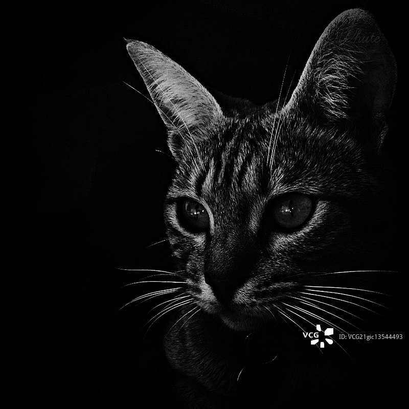 奥西猫Yamilla图片素材