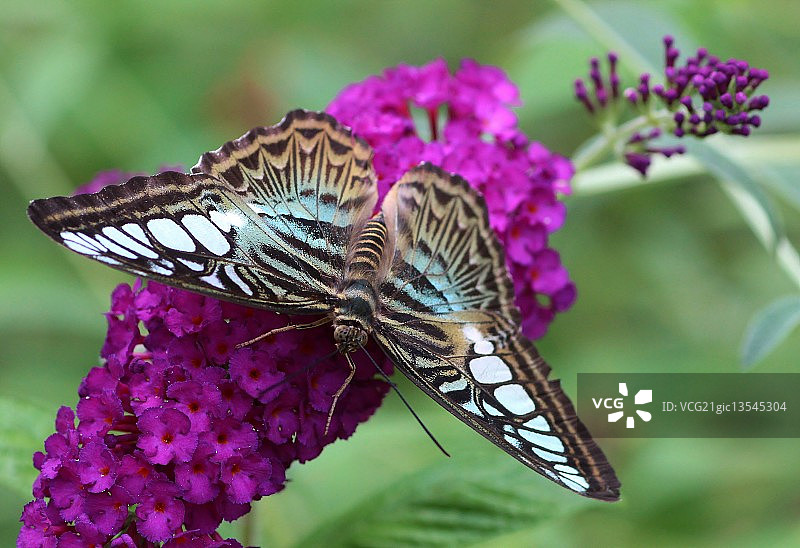 蝴蝶灌木上的蓝色修剪器图片素材