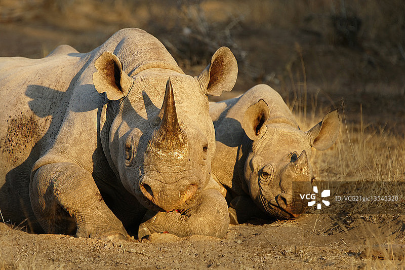 小心：黑犀牛和幼崽图片素材