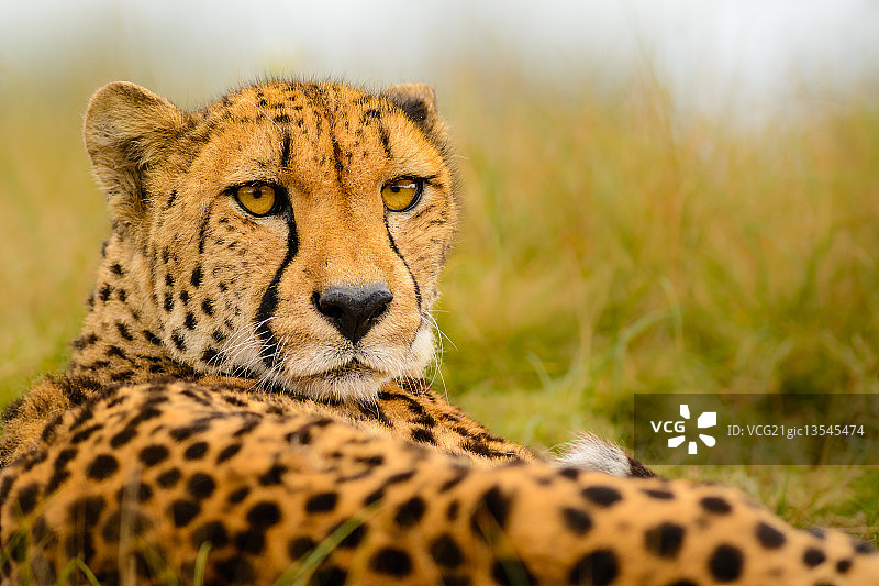 猎豹凝视图片素材