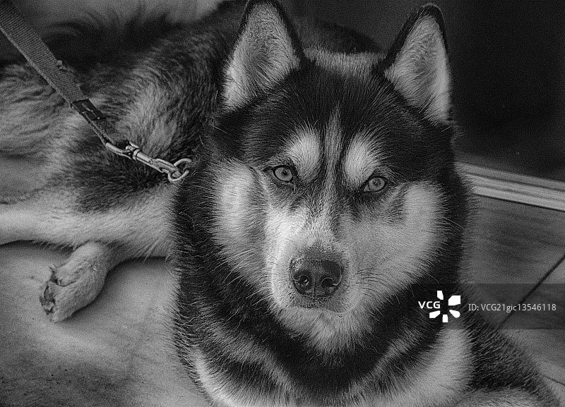 哈士奇图片素材