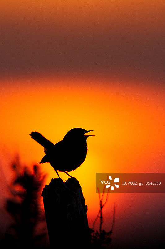 日落下的蓝喉歌鸲图片素材