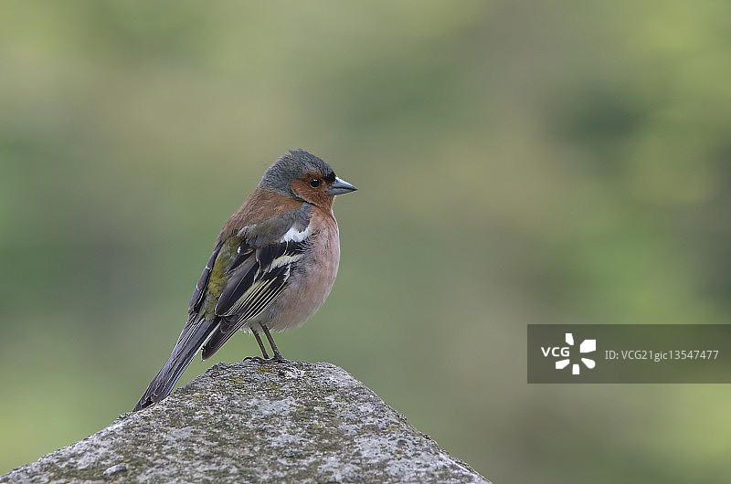 苍头燕雀图片素材