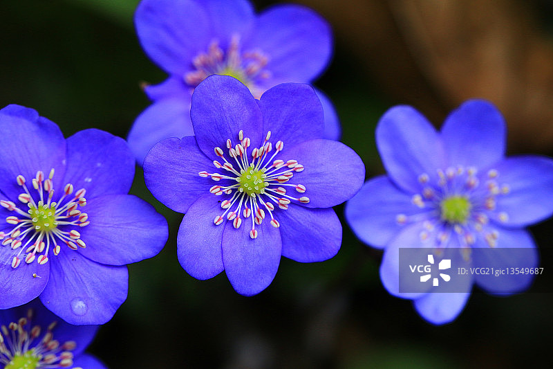 一株美丽的獐耳细辛图片素材