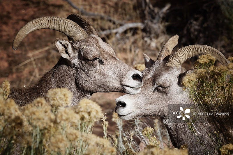 锡安国家公园的野绵羊图片素材