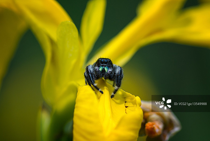 勇敢的跳蛛图片素材