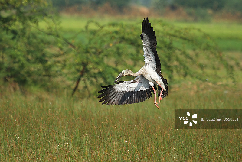 亚洲 ओपनबिल图片素材