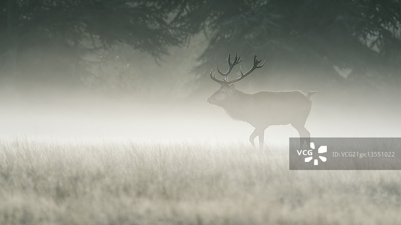 秋季雄鹿图片素材