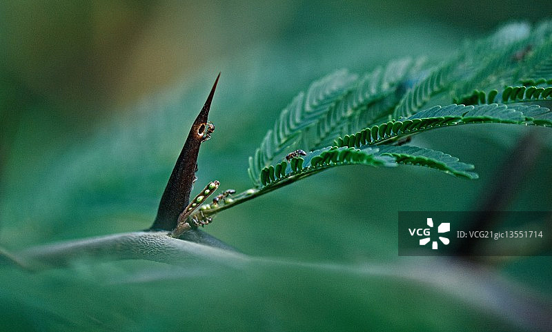 荆棘堡垒图片素材