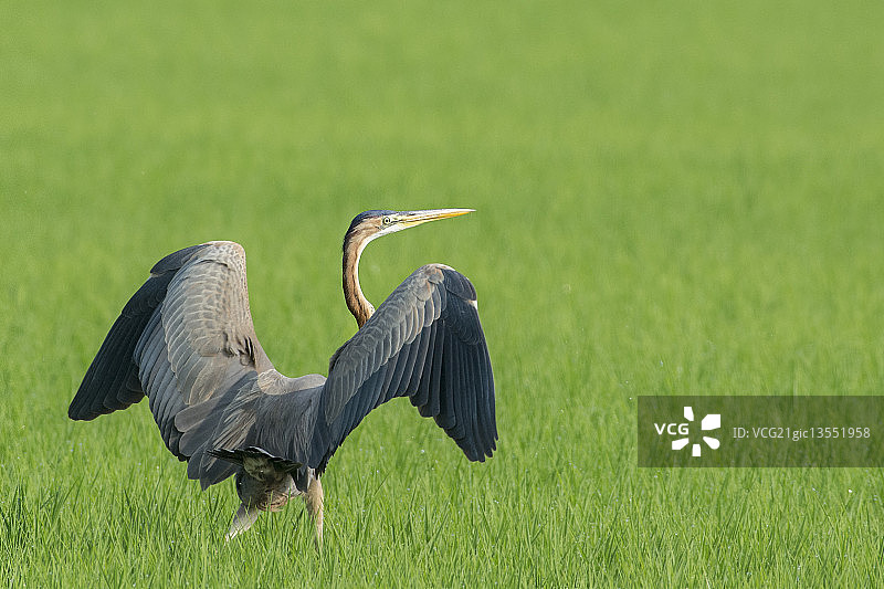 紫色的鹭图片素材