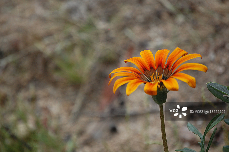 橙色勋章菊图片素材