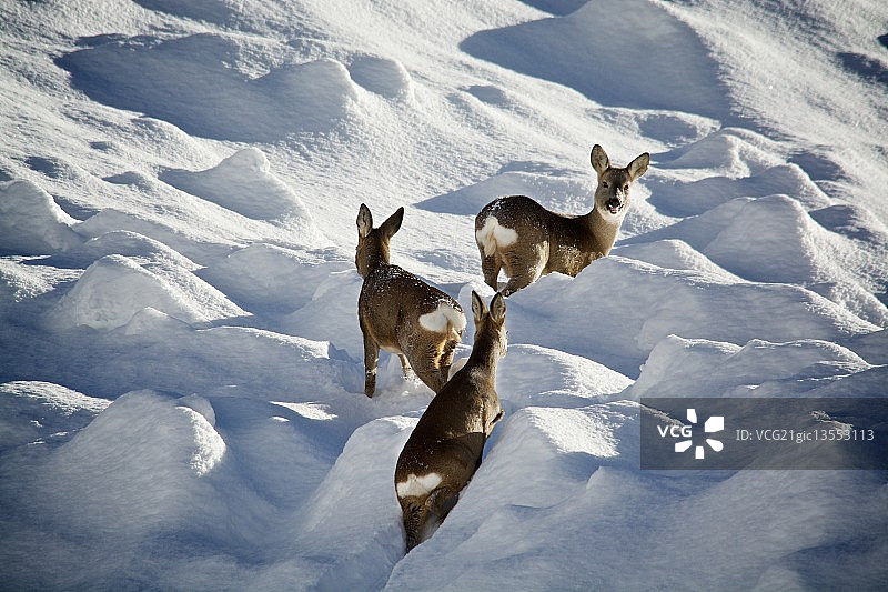 三只鹿穿越雪崩图片素材