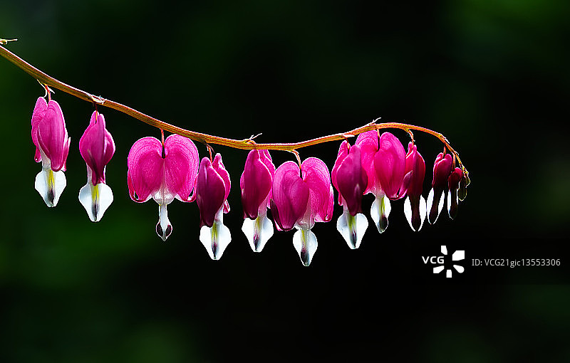 流血的心图片素材