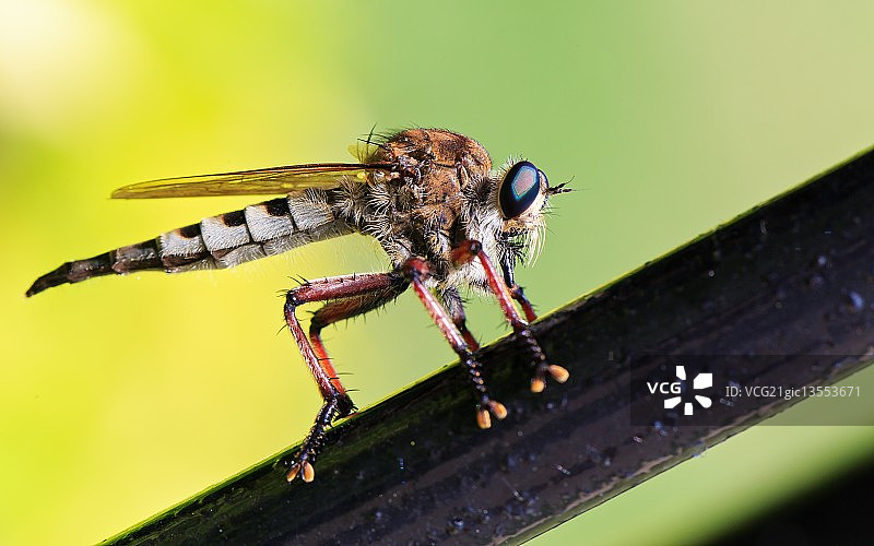 食虫虻图片素材