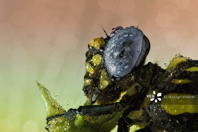 龙之眼图片素材