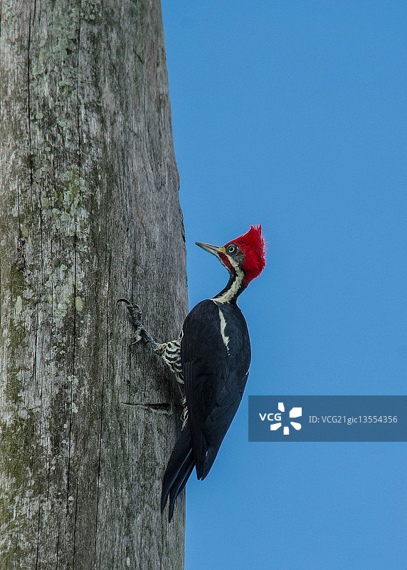 猩红顶啄木鸟图片素材
