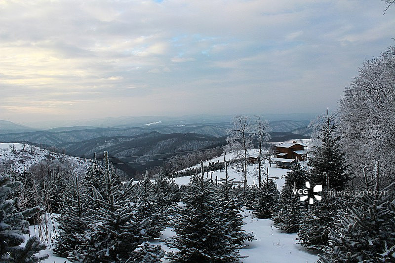 圣诞树农场图片素材