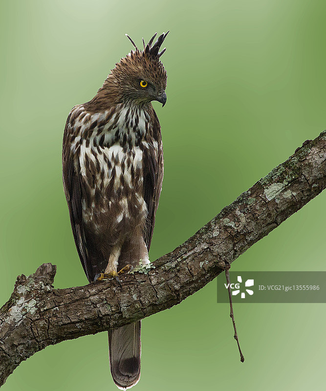 凤头鹰雕图片素材