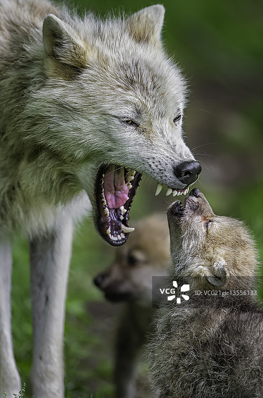 听妈妈的话！图片素材